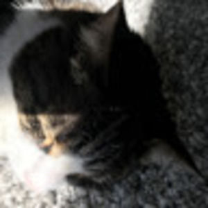 Meet your Posher, Grace